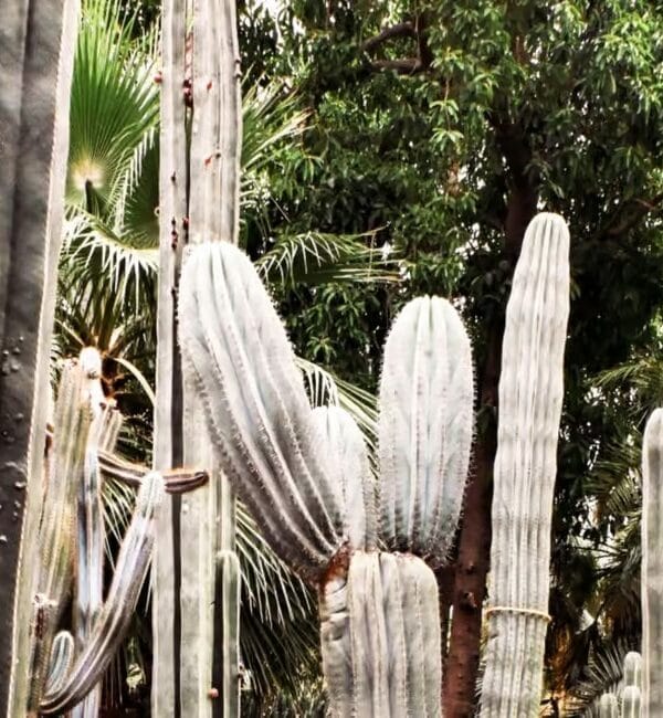 Marrakech: Majorelle Garden