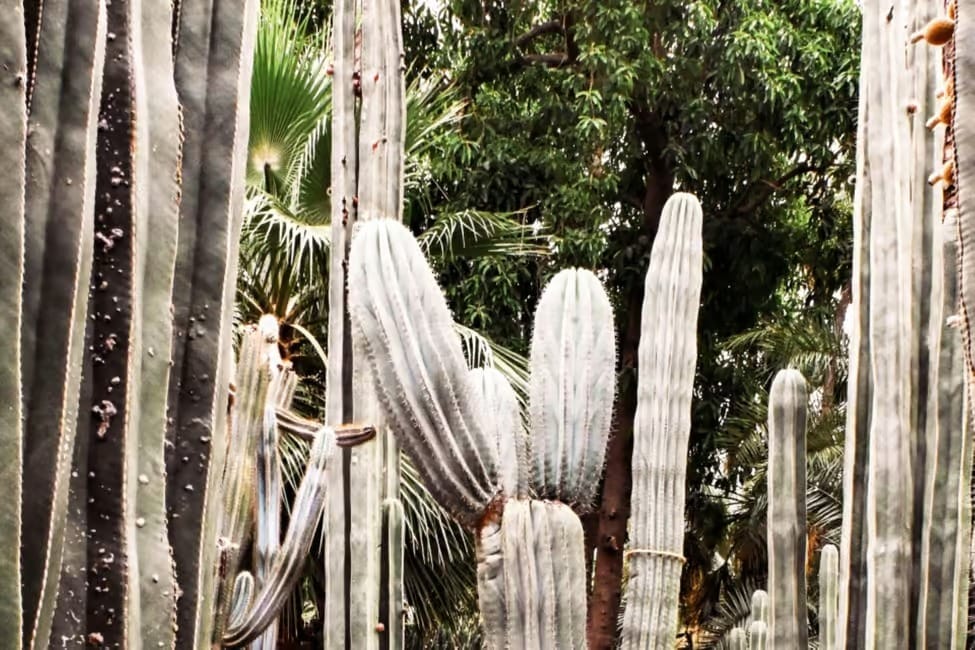 Marrakech: Majorelle Garden